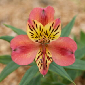 Alstroemeria Majestic Avrillé