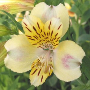 Alstroemeria Majestic™ Briancon