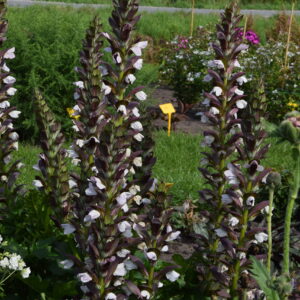 Acanthus mollis x spinosus Morning Candles