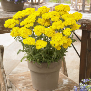 Achillea millefolium Little Moonshine