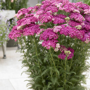 Achillea Saucy Seduction