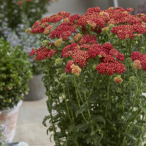 Achillea Strawberry Seduction