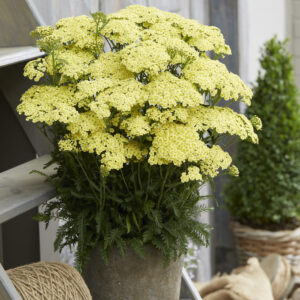 Achillea Sunny Seduction