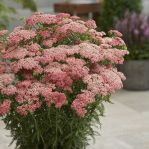 Achillea Tutti Frutti Apricot Delight