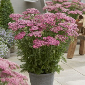 Achillea Tutti Frutti Pink Grapefruit