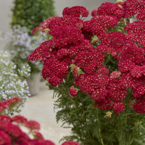 Achillea Tutti Frutti Pomegranate
