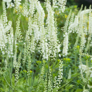 Actaea racemosa