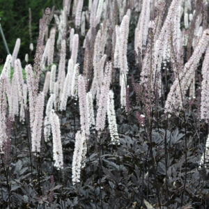 Actaea racemosa Brunette