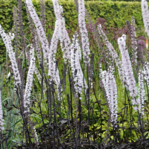 Actaea racemosa James Compton