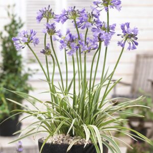 Agapanthus africanus Silver Moon