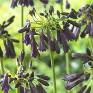 Agapanthus inapertus Midnight Cascade