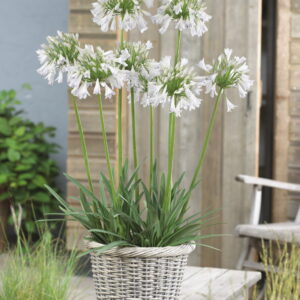 Agapanthus inapertus Silver Lining