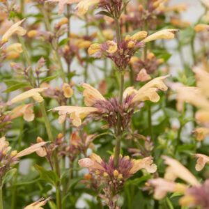 Agastache Mango Tango