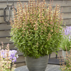 Agastache Peachie Keen