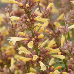 Agastache Peachie Keen