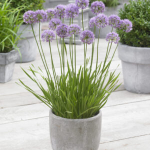 Allium Millenium