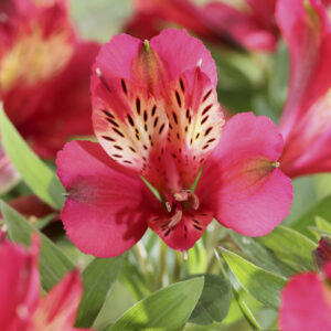 Alstroemeria Compact Gaspard