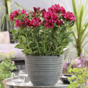 Alstroemeria Compact Léonie