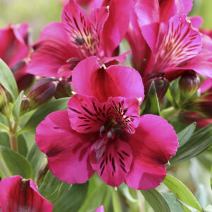Alstroemeria Compact Léonie