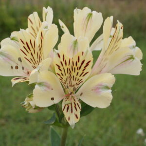 Alstroemeria Compact Noah