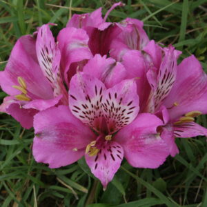 Alstroemeria Compact Océane