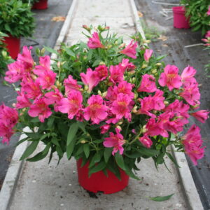 Alstroemeria Compact Océane
