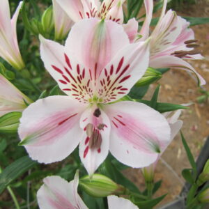 Alstroemeria Duchess Béatrice