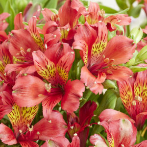 Alstroemeria Duchess Diane