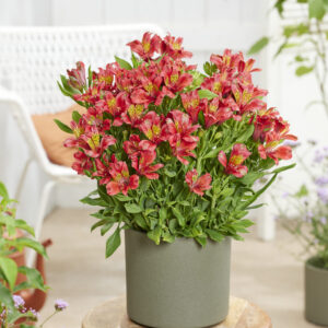 Alstroemeria Duchess™ Diane