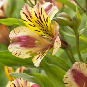 Alstroemeria Duchess Marguerite