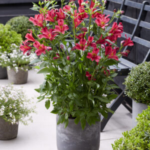 Alstroemeria Dukes Arthur