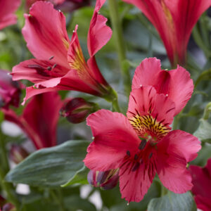 Alstroemeria Dukes Arthur