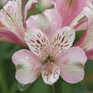 Alstroemeria Dukes Francois