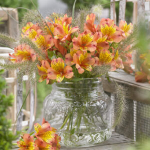 Alstroemeria Dukes Henri