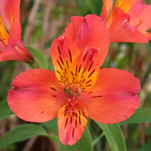 Alstroemeria Dukes Louis
