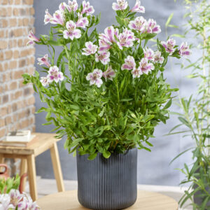 Alstroemeria Majestic™ Fougeré