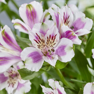 Alstroemeria Majestic™ Fougeré