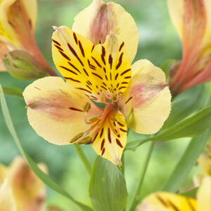 Alstroemeria Majestic™ Layon