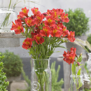 Alstroemeria Majestic™ Lire