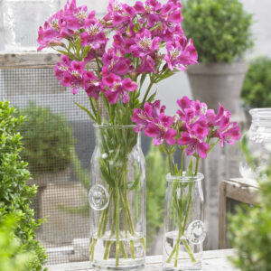 Alstroemeria Majestic™ Montsoreau