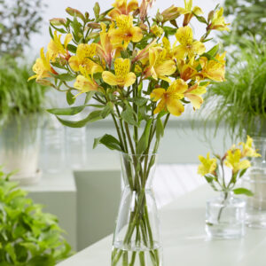 Alstroemeria Majestic™ Serrant