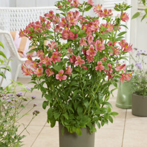 Alstroemeria Majestic™ Tiercé