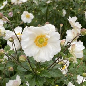 Anemone japonica Andrea Atkinson