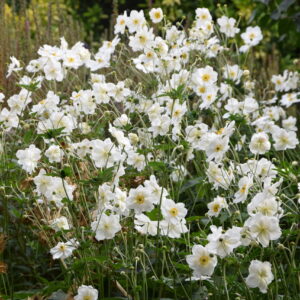 Anemone japonica Honorine Jobert