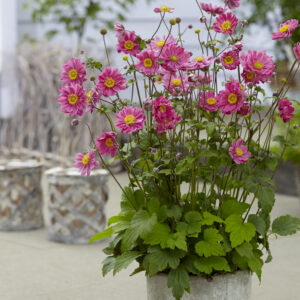 Anemone japonica Margarete