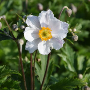 Anemone Ruffled Swan