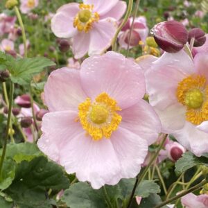 Anemone japonica September Charm