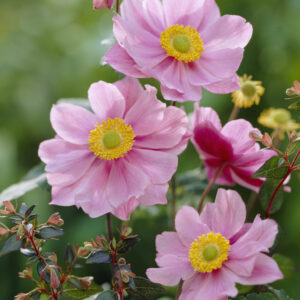 Anemone japonica Serenade