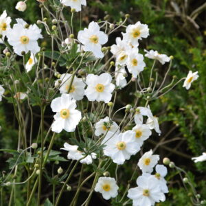 Anemone japonica Whirlwind