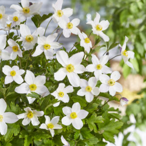 Anemone Wild Swan